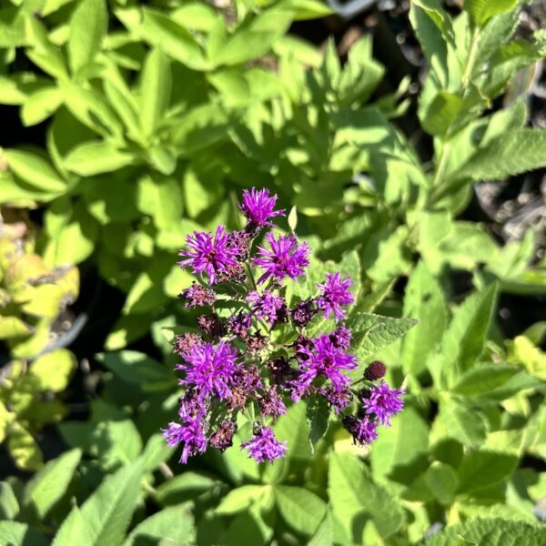 Common Ironweed - Vernonia Fasciculata