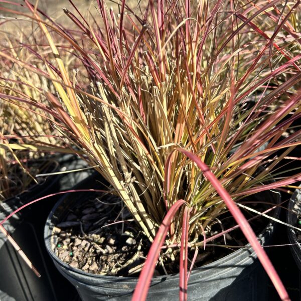 Dwarf Maiden Grass - 3 Gallon - Image 3