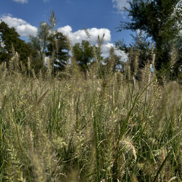 Hameln Fountain Grass - Pennisetum Alopecuriodes 'Hameln' - Image 2