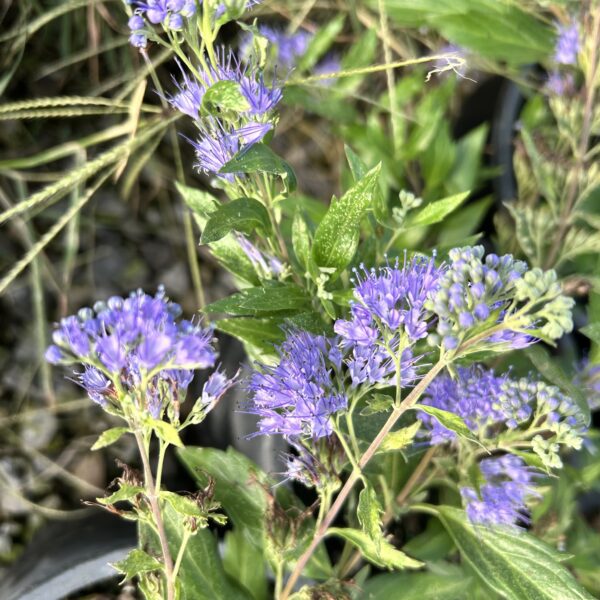 Longwood Blue - Caryopteris X Clandonensis - Image 2