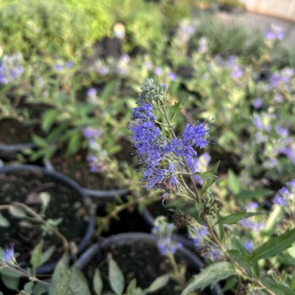 Longwood Blue - Caryopteris X Clandonensis - Image 3