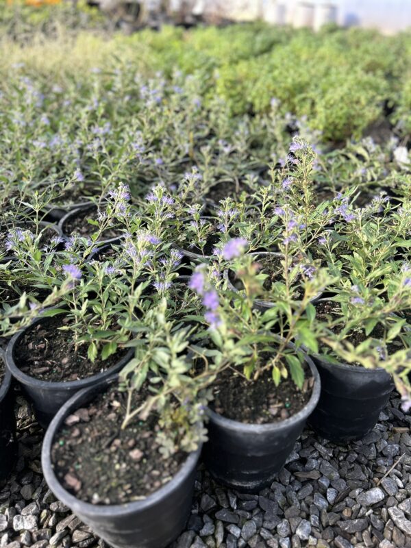 Longwood Blue - Caryopteris X Clandonensis