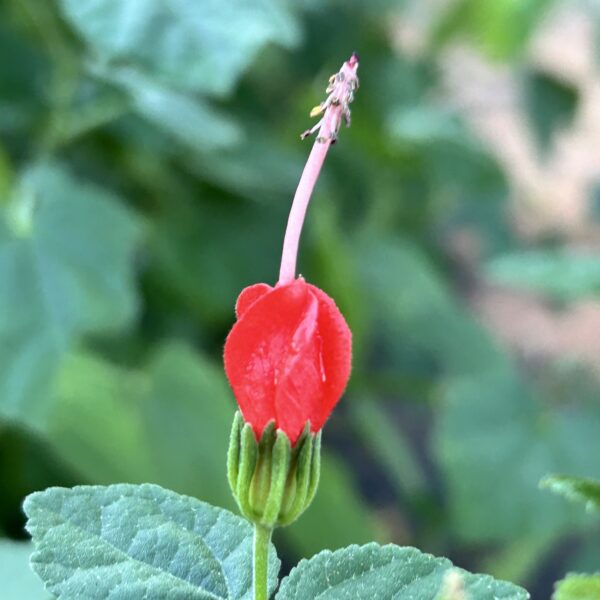 Turk's Cap - Malvaviscus Arboreus Var. Drummondii - Image 2