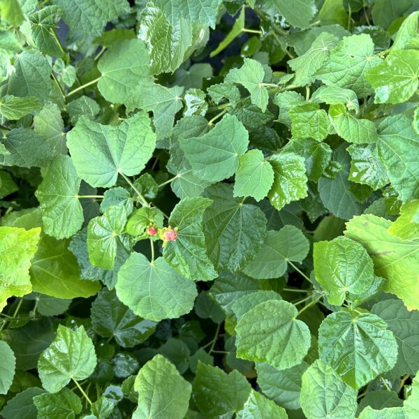 Turk's Cap - Malvaviscus Arboreus Var. Drummondii - Image 3