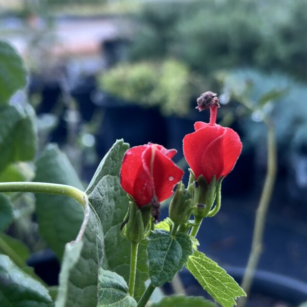 Turk's Cap - Malvaviscus Arboreus Var. Drummondii