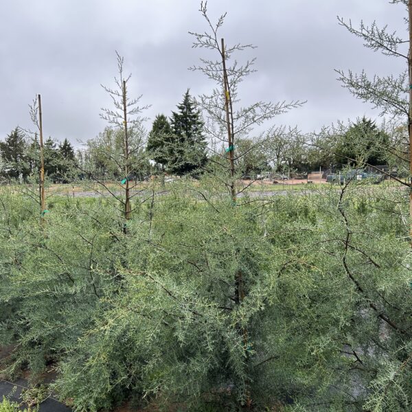 Arizona Blue Cypress - Cupressus Arizonica