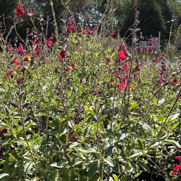 Red Autumn Sage - Salvia Greggii (1Gal) - Image 4