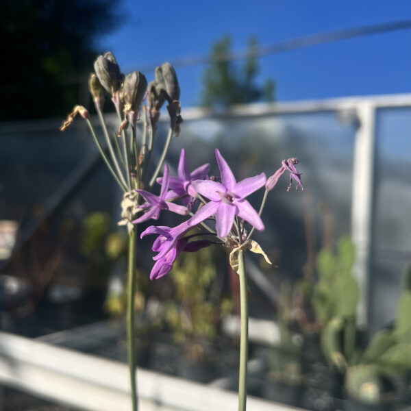 Society Garlic - Tulbaghia Violacea