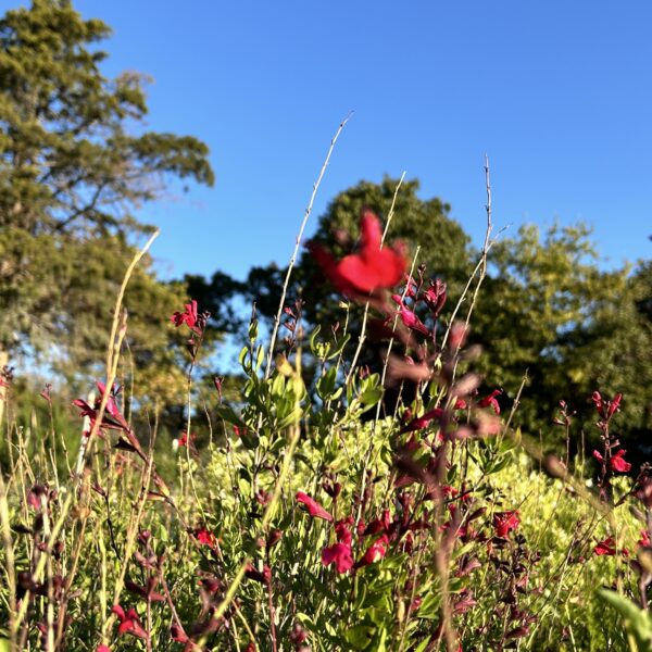 Autumn Sage - Salvia Greggii - Image 4