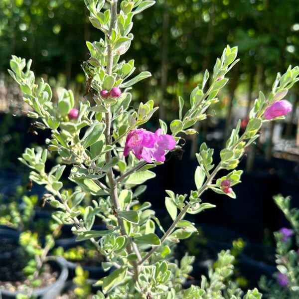 Texas Sage - Leucophyllum Frutenscens