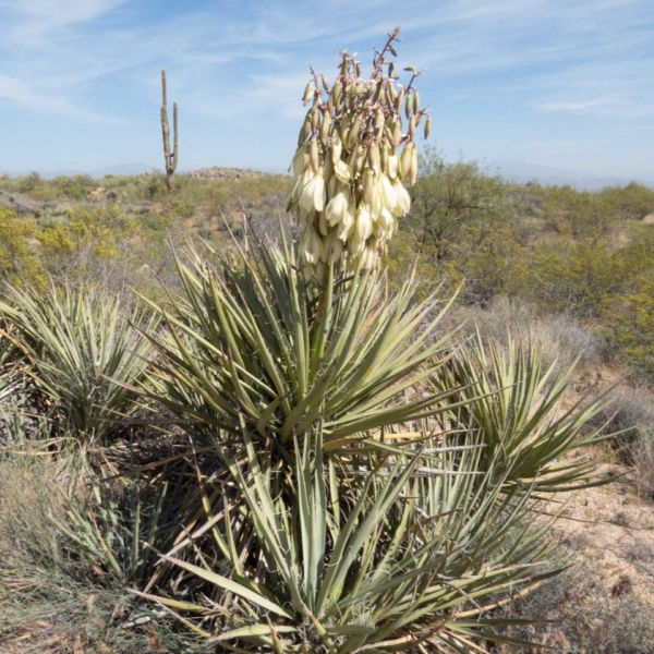 Banana Yucca - Yucca Baccata - Image 2