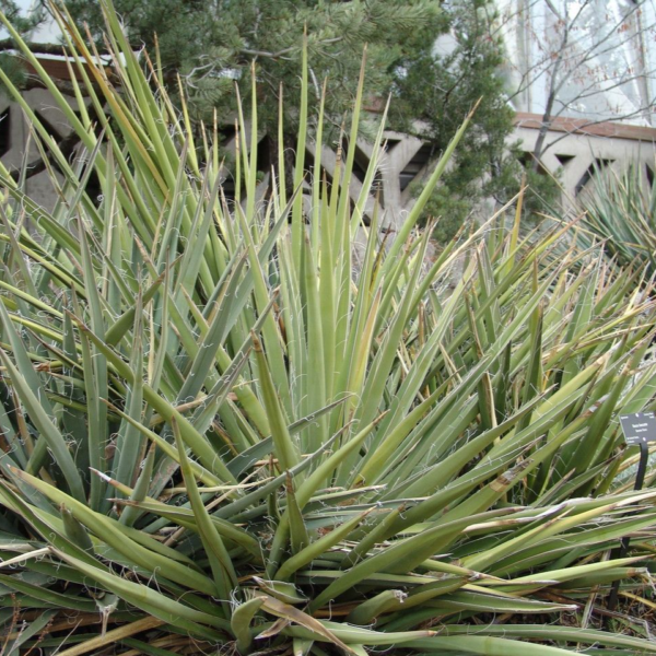 Banana Yucca - Yucca Baccata