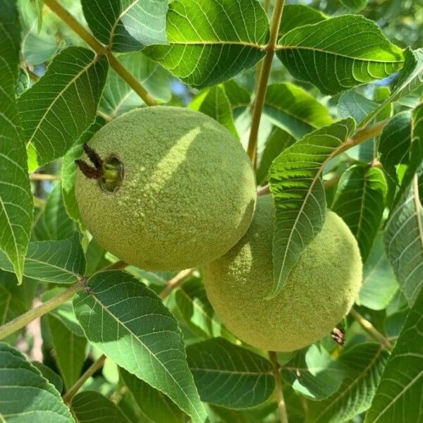 Black Walnut - Juglans Nigra - Image 3