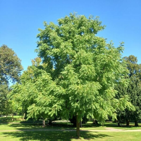 Black Walnut - Juglans Nigra