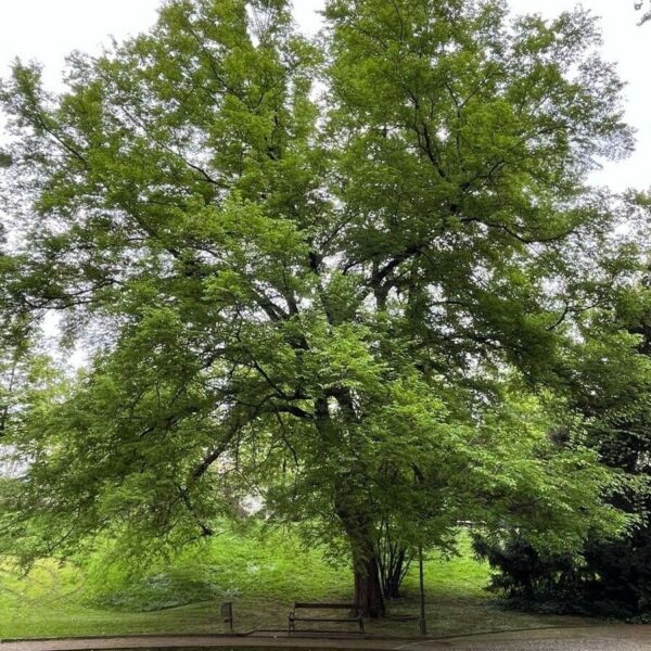 Hackberry - Celtis Occidentalis