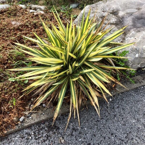 Cologuard Yucca - Yucca Filamentosa - Image 4