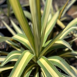 A close up image of the color guard yucca plant.