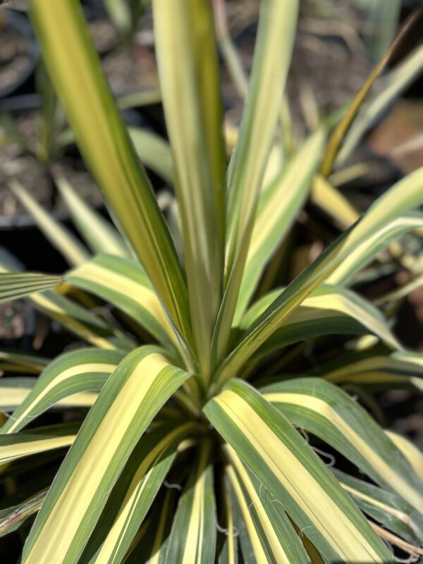 A close up image of the color guard yucca plant.