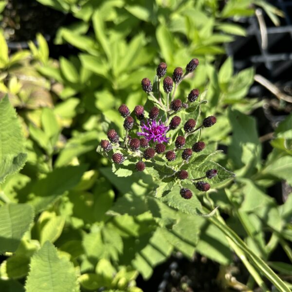 Common Ironweed - Vernonia Fasciculata - Image 4