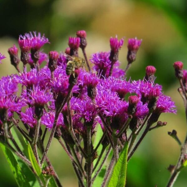 Common Ironweed - Vernonia Fasciculata - Image 3