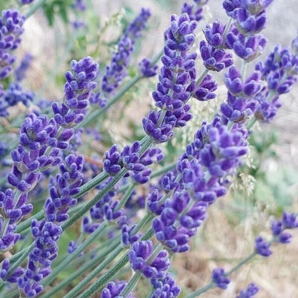 Common Lavender - Lavandula Angustifolia