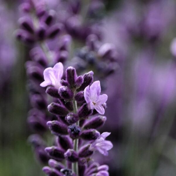 Common Lavender - Lavandula Angustifolia - Image 5