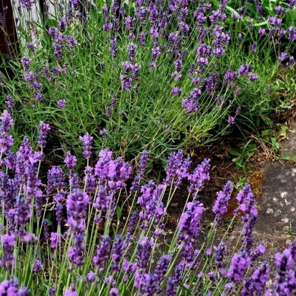 Common Lavender - Lavandula Angustifolia - Image 7