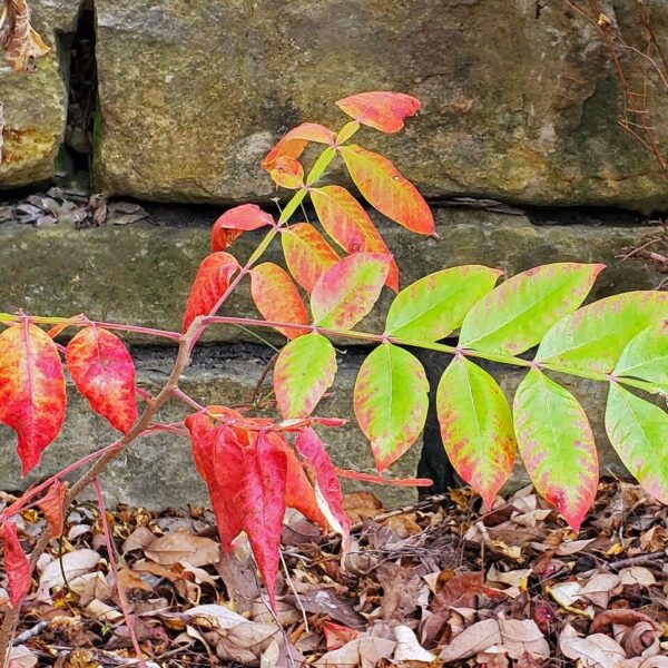 Prairie Flameleaf Sumac - Rhus Lanceolata - Image 5