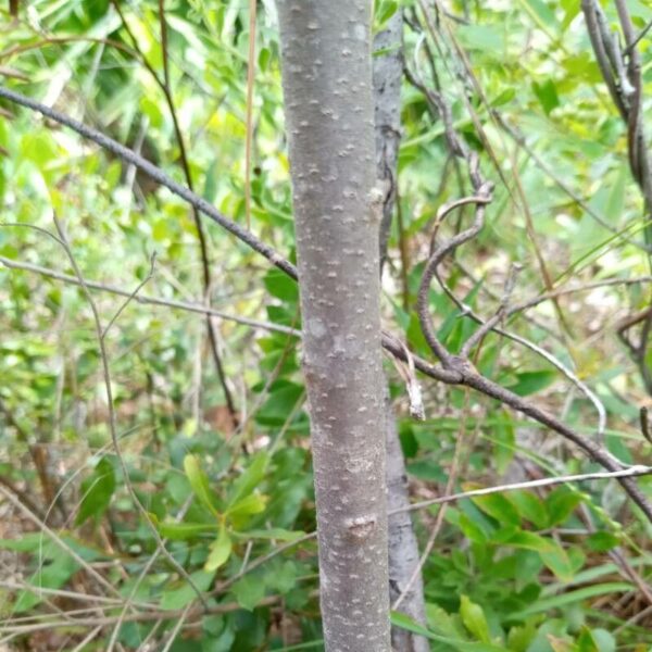 Prairie Flameleaf Sumac - Rhus Lanceolata - Image 3