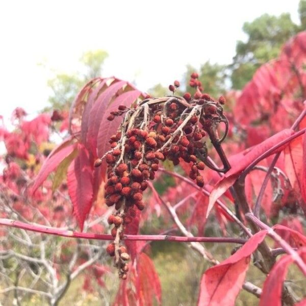 Prairie Flameleaf Sumac - Rhus Lanceolata - Image 2