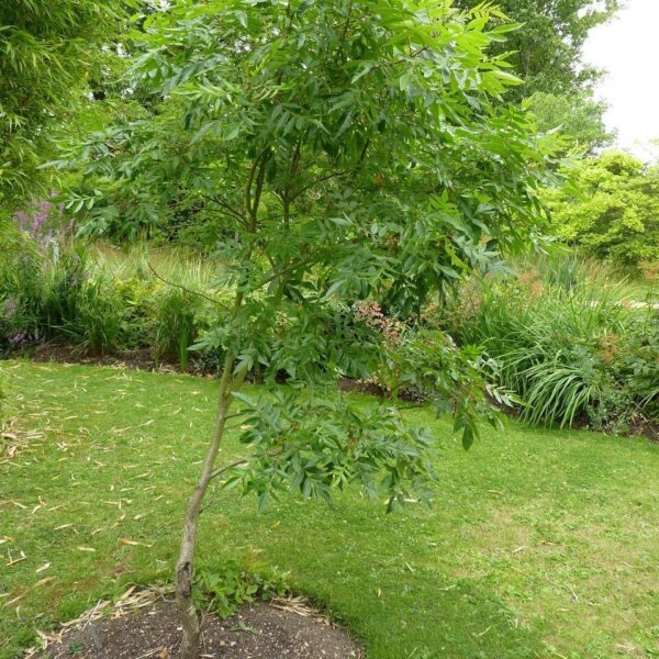 Prairie Flameleaf Sumac - Rhus Lanceolata