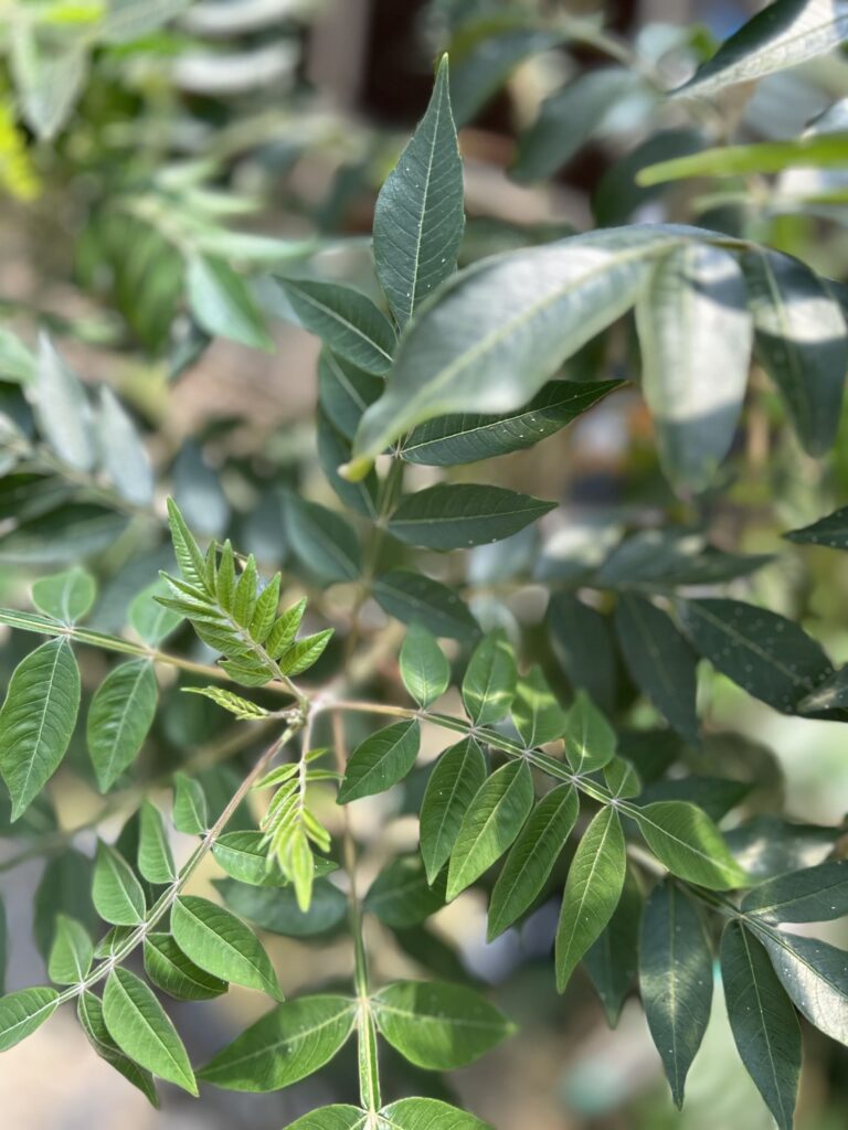 Prairie Flameleaf Sumac Rhus Lanceolata Midwest Propagation Nursery