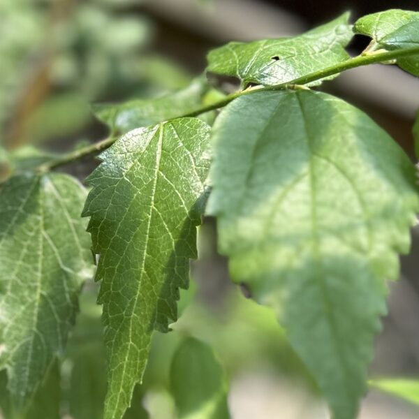 Hackberry - Celtis Occidentalis