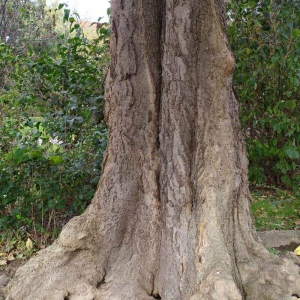 Hackberry - Celtis Occidentalis - Image 4