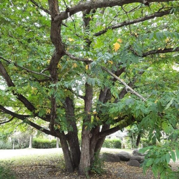 Hackberry - Celtis Occidentalis - Image 3