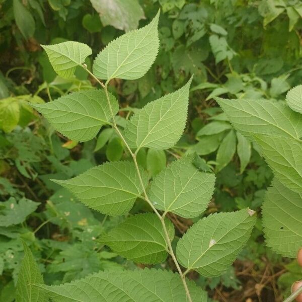 Hackberry - Celtis Occidentalis - Image 5