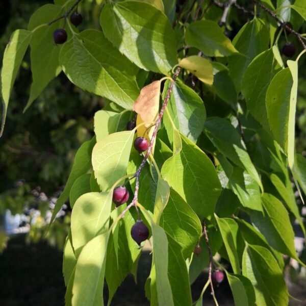 Hackberry - Celtis Occidentalis - Image 2