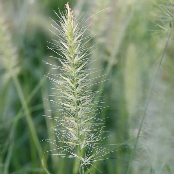 Hameln Fountain Grass - Pennisetum Alopecuriodes 'Hameln' (1Gal) - Image 4