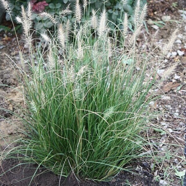 Hameln Fountain Grass - Pennisetum Alopecuriodes 'Hameln' (1Gal) - Image 3