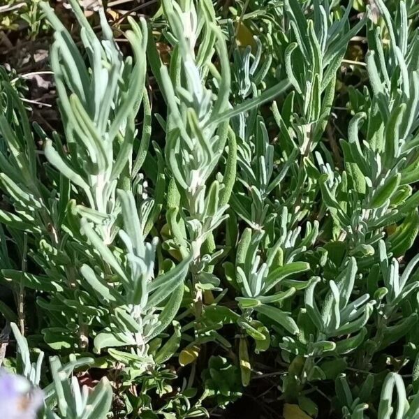 Common Lavender - Lavandula Angustifolia - Image 4