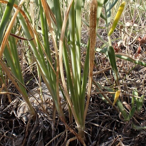 Nodding Onion - Allium Cernuum - Image 2