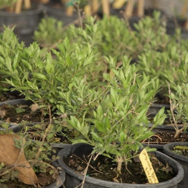 Longwood Blue - Caryopteris X Clandonensis - Image 4