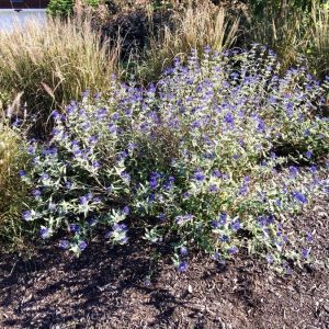 Longwood Blue - Caryopteris X Clandonensis (1 GAL)
