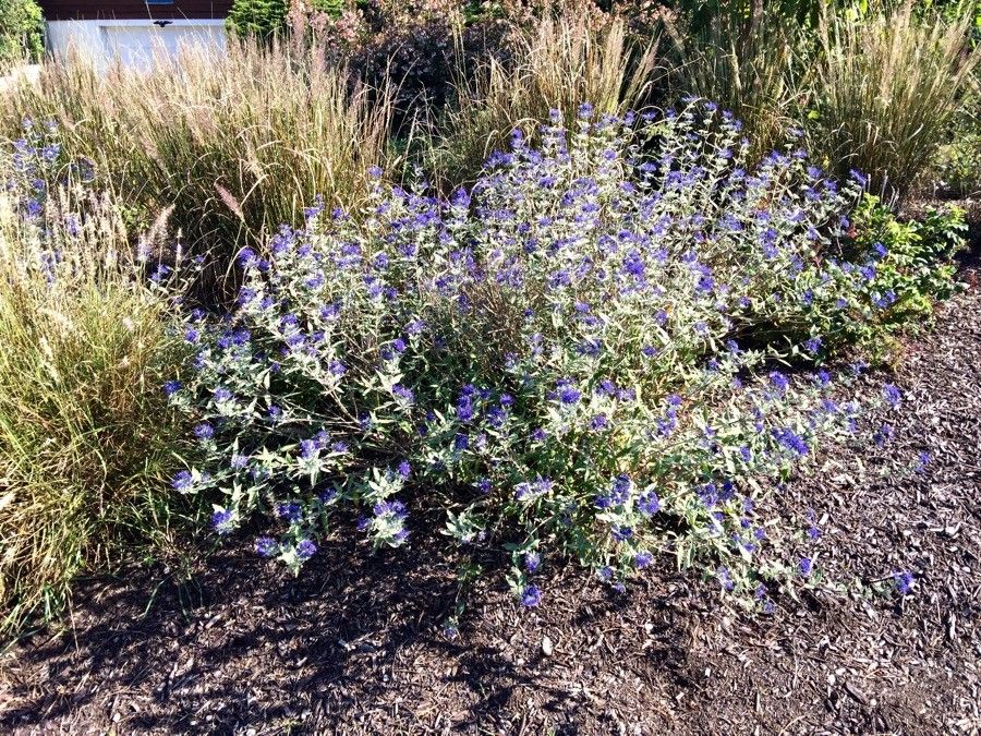 Longwood Blue - Caryopteris X Clandonensis (1 GAL)