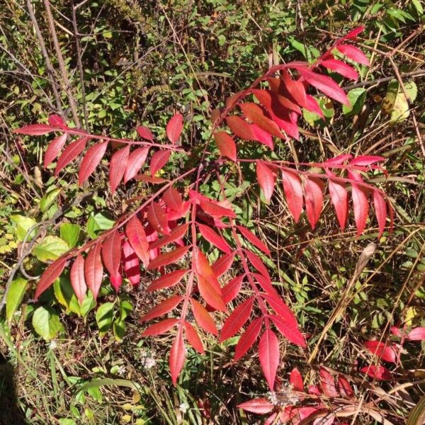 Prairie Flameleaf Sumac - Rhus Lanceolata - Image 4