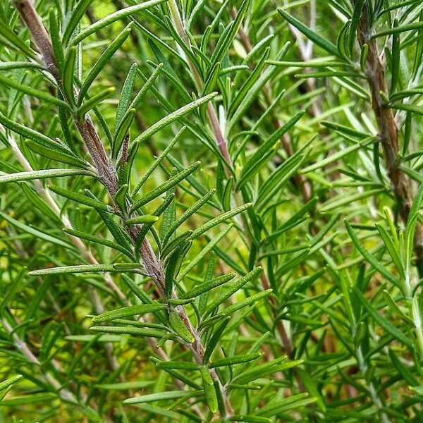 Rosemary - Rosemarinus Officinalis