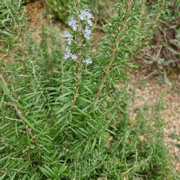 Rosemary - Rosemarinus Officinalis - Image 2