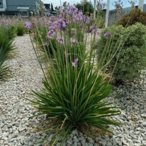 Society Garlic - Tulbaghia Violacea
