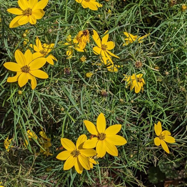 Tickseed Coreopsis - Coreopsis Verticillata