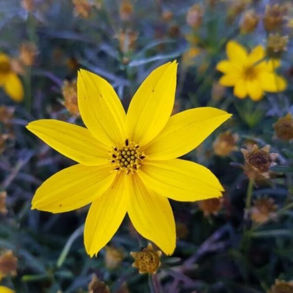 Tickseed Coreopsis - Coreopsis Verticillata - Image 3